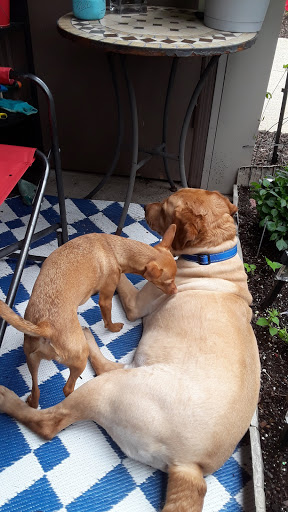 Pet Supply Store «Happy Tails Pet Supply Outlet», reviews and photos, 7342 Broad St, Brooksville, FL 34601, USA