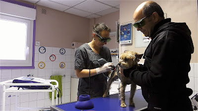 Clinique Vétérinaire des Hauts de Lagny à Lagny-sur-Marne