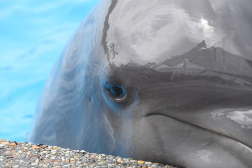 Educational Institution «Institute For Marine Mammal Studies», reviews and photos, 10801 Dolphin Ln, Gulfport, MS 39503, USA