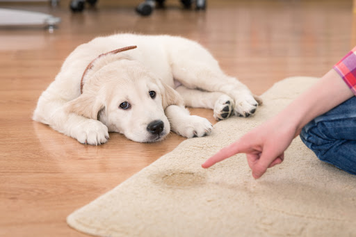 BAY AREA RUG CLEANERS - Cleaning, Repair, Stain Removal