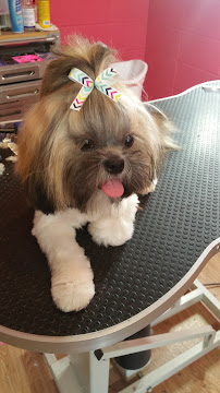 Amber's Goochie Poochie - Photo 5 - Car repair in North Little Rock, AR, Little Rock