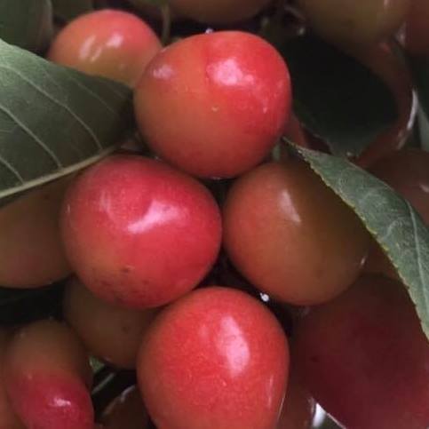 Produce Market «B&P Hitz Fruit Farm (Apples N Produce)», reviews and photos, 14070 Wilco Hwy NE, Woodburn, OR 97071, USA