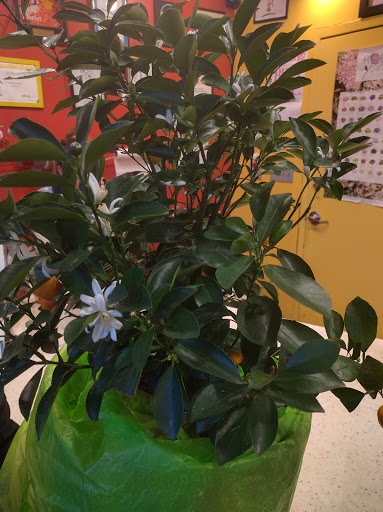 Florist «Little Shop of Flowers», reviews and photos, 2421 18th St NW, Washington, DC 20009, USA