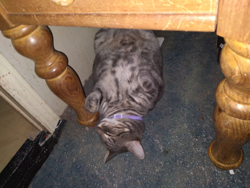 Home Improvement Store «The Home Depot», reviews and photos, 690 Riverpoint Ct, West Sacramento, CA 95605, USA