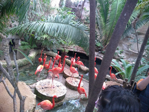 Tourist Attraction «Pioneer Plaza», reviews and photos, 1428 Young St, Dallas, TX 75202, USA