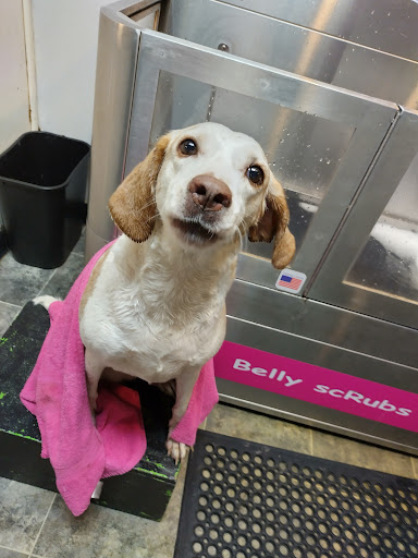 Pet Groomer «Belly scRubs Self Service Pet Wash», reviews and photos, 119 WV-34 #1, Hurricane, WV 25526, USA