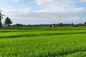 Teluk rimba paddy field image