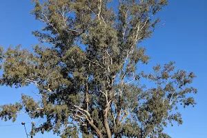 The Leichhardt Tree image