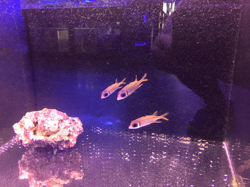 Tropical Fish Store «Reef Oasis», reviews and photos, 7669 Mentor Ave, Mentor, OH 44060, USA