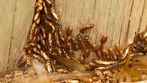 Just Termites