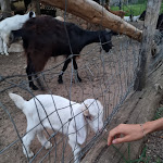 Photo n°2 de l'avis de Alberto.i fait le 26/08/2021 à 11:17 sur le  Agriturismo Nuraghe Murtarba à Villagrande Strisaili