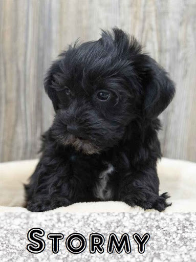 Pet Store «Pet Express», reviews and photos, 100 Independence Way, Danvers, MA 01923, USA