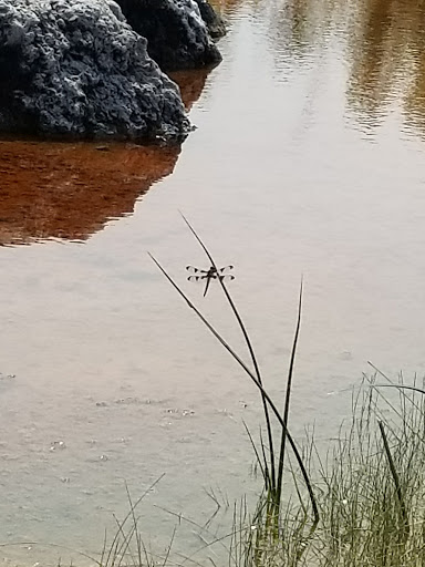 Tourist Attraction «Old Faithful Geyser of California», reviews and photos, 1299 Tubbs Ln, Calistoga, CA 94515, USA