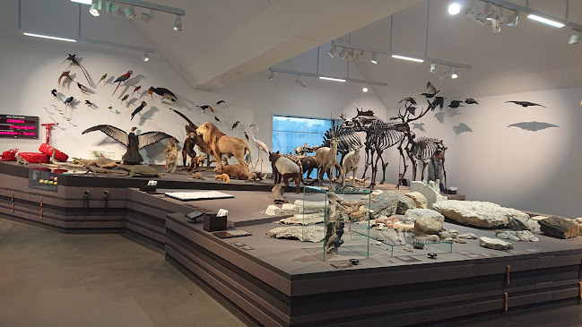 Rezensionen über Naturmuseum St. Gallen in St. Gallen - Museum