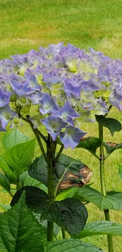 Florist «The Natural Nook Flower Shop», reviews and photos, 738 Pacific Way, Gearhart, OR 97138, USA