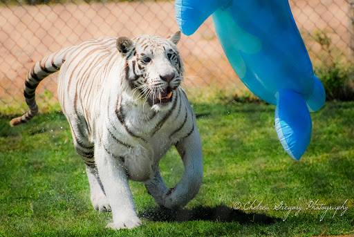 Zoo «Out of Africa Wildlife Park», reviews and photos, 3505 AZ-260, Camp Verde, AZ 86322, USA