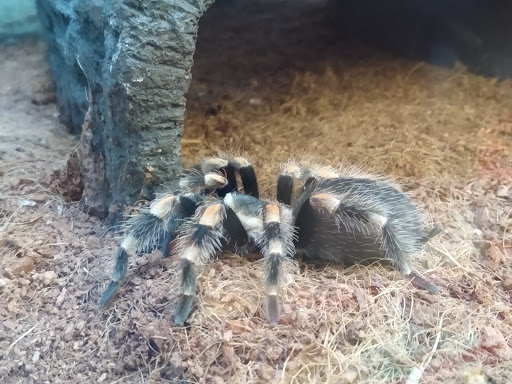 Pet Supply Store «Petco Animal Supplies», reviews and photos, 179 N Milwaukee St, Boise, ID 83704, USA