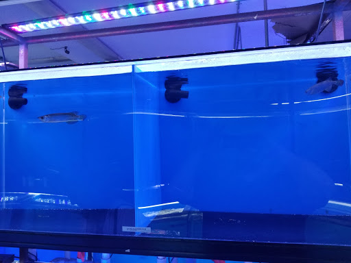 Tropical Fish Store «Exotic Aquarium», reviews and photos, 6643 Franklin Blvd, Sacramento, CA 95823, USA