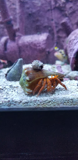 Pet Store «Fish 4 U», reviews and photos, 4010 Highland Dr #1, Millcreek, UT 84124, USA