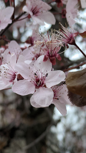 National Park «Hamilton Grange National Memorial», reviews and photos, 414 W 141st St, New York, NY 10031, USA