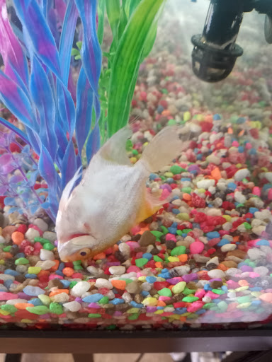 Pet Supply Store «Petco Animal Supplies», reviews and photos, 330 Orchard Park Rd, West Seneca, NY 14224, USA