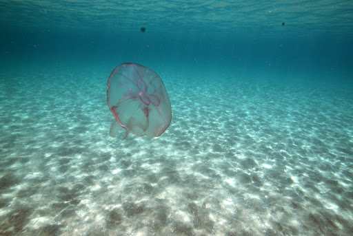 Singer Island Outdoor Center, 900 Blue Heron Blvd, Riviera Beach, FL 33404, USA, 