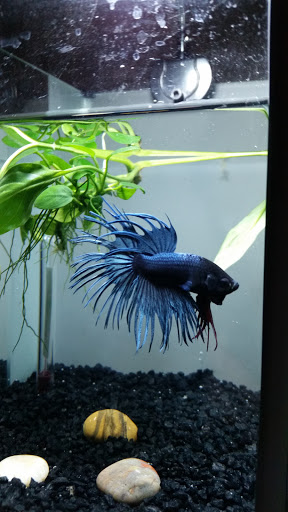 Pet Supply Store «PetSmart», reviews and photos, 248 Westminster Dr, Carlisle, PA 17013, USA