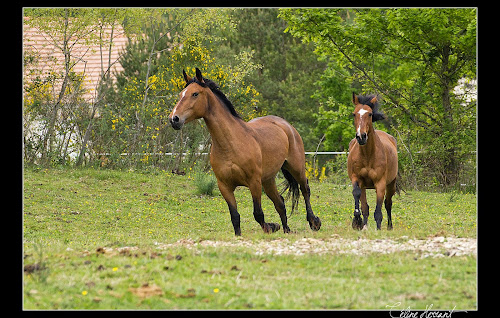 Centre équestre L'Equitation Autrement Méry-sur-Cher