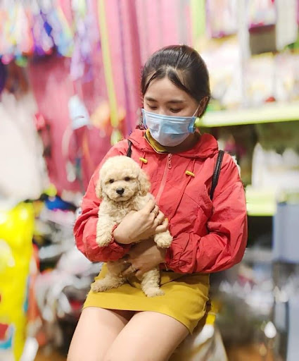Top 20 cửa hàng chó cảnh Quận Bình Tân Hồ Chí Minh 2022