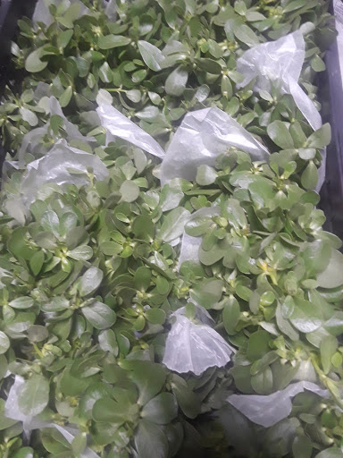 Grocery Store «C-Town Supermarkets», reviews and photos, 16-26 N Day St, City of Orange, NJ 07050, USA