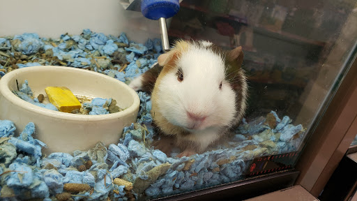 Pet Supply Store «Petco Animal Supplies», reviews and photos, 801 W Lake Ave, Peoria, IL 61614, USA