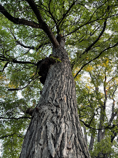 Park «Hoblitzelle Park», reviews and photos, 7500 Red River Dr, Plano, TX 75025, USA