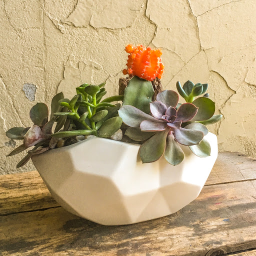 Wholesale Florist «Urban Jungle», reviews and photos, 2603 Sherman Ave NW, Washington, DC 20001, USA