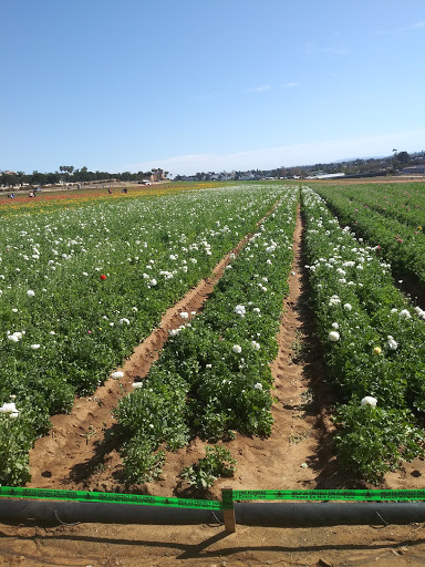 Shopping Mall «Carlsbad Premium Outlets», reviews and photos, 5620 Paseo Del Norte, Carlsbad, CA 92008, USA