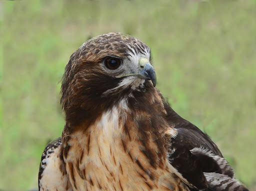 Nature Preserve «Crabtree Nature Center», reviews and photos, 3 Stover Rd, Barrington, IL 60010, USA