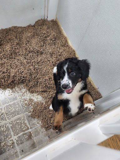 Pet Store «Puppy City», reviews and photos, 3343 Valley Pike, Winchester, VA 22602, USA