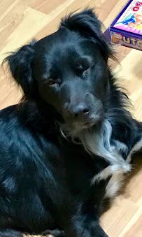 Agape Dog Care - Photo 8 - Car repair in Round Lake Park, IL, Round Lake Beach