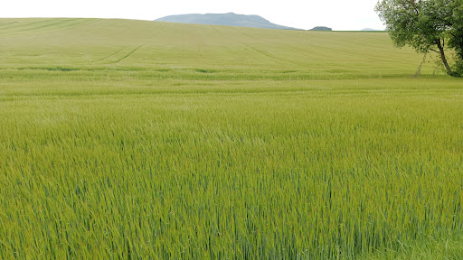 Frontón Imárcoain en Imárcoain, Navarra