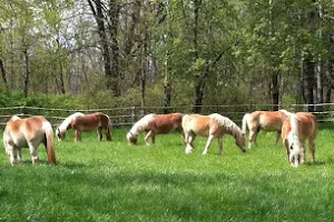 Pretty Pony Pastures image