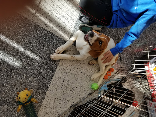 Pet Supply Store «Petco Animal Supplies», reviews and photos, 5500 Sunrise Hwy, Massapequa, NY 11758, USA