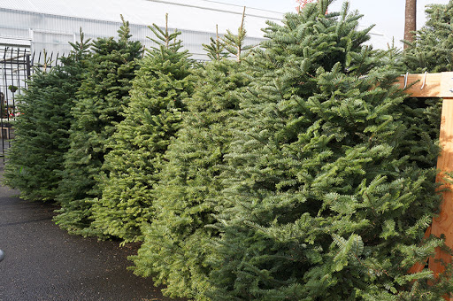 Christmas Tree Lot at Green Acres Nursery & Supply | Sacramento