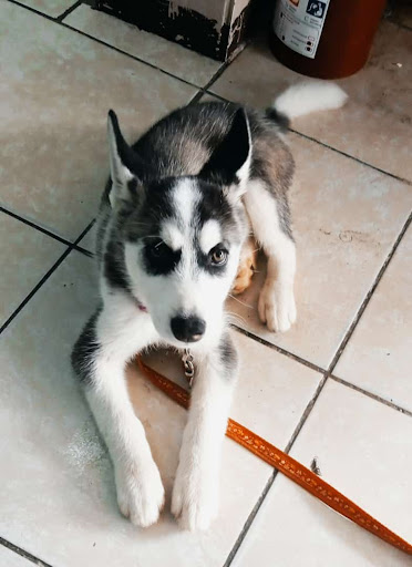 Cachorros Veterinaria