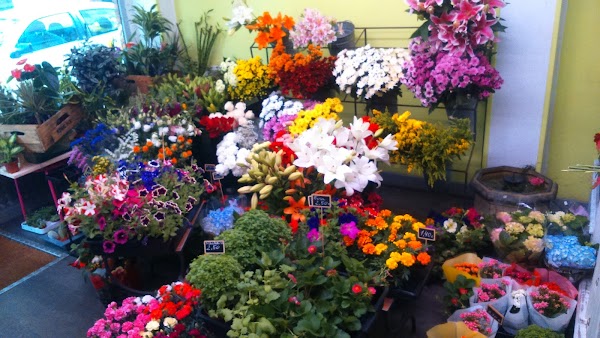 Naranco, Flores y Plantas - Tu floristería en Oviedo