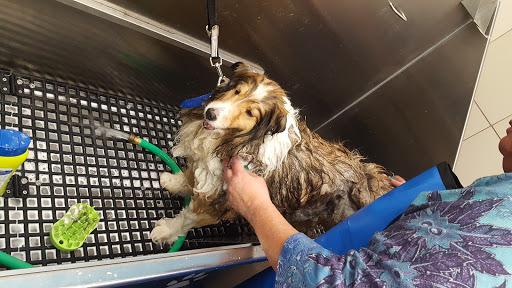 Pet Supply Store «Pet Supplies Plus», reviews and photos, 22124 Ecorse Rd, Taylor, MI 48180, USA