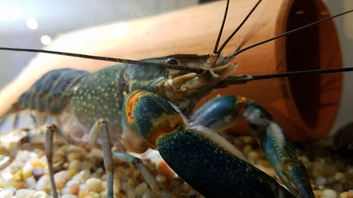 Tropical Fish Store «Aquastetics», reviews and photos, 354 E Main St, Fall River, MA 02724, USA