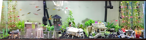 Pet Store «Petland Discounts - East Tremont», reviews and photos, 961 E 174th St, Bronx, NY 10460, USA