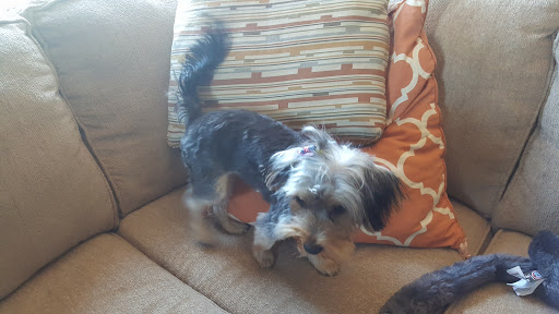 Pet Supply Store «PetSmart», reviews and photos, 9970 Sowder Village Square, Manassas, VA 20109, USA