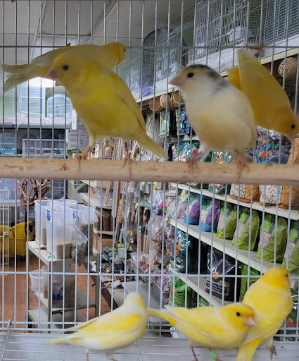 Pet Store «Louis Birds Pets & Supplies», reviews and photos, 80 Keyes St, San Jose, CA 95122, USA