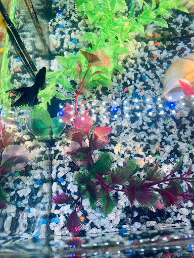 Pet Supply Store «PetSmart», reviews and photos, 250 Grossman Dr, Braintree, MA 02184, USA