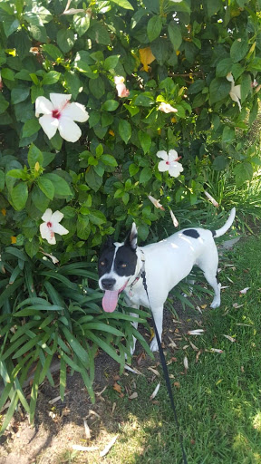 PetSmart image